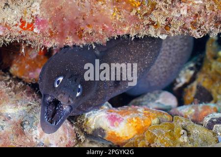 Murena augusti con bocca aperta. Sito di immersione Pasito Blanco Reef, Arguineguin, Gran Canaria, Spagna, Oceano Atlantico Foto Stock