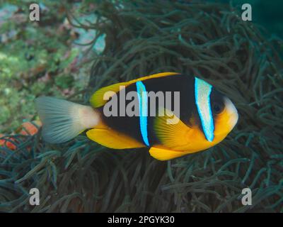 Pesce pagliaccio (Amphiprion allardi) nel suo anemone marino. Aliwal Shoal Dive Site, Umkomaas, KwaZulu Natal, Sudafrica Foto Stock