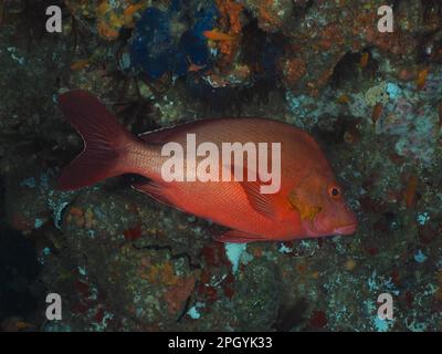 Humpback rosso snapper (Lutjanus gibbus), Sodwana Bay diving site, Maputaland Marine Reserve, KwaZulu Natal, Sudafrica Foto Stock