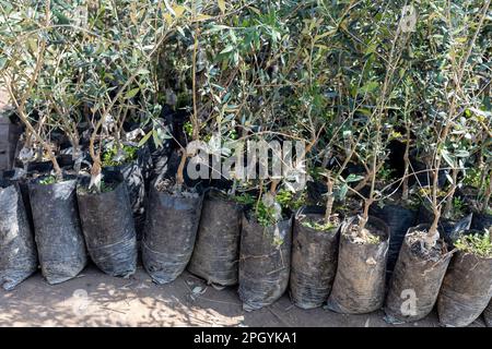 Piantine di olivi in vivaio disponibile per la vendita in sacchi di plastica Foto Stock