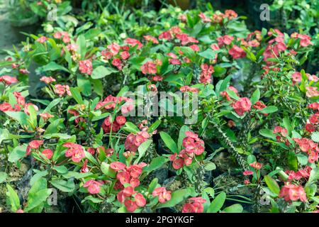 Corona rossa di spine pianta fioritura in primavera Foto Stock