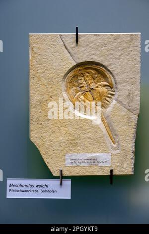 Fossilizzazione di un granchio a ferro di cavallo (Mesolimulus walchi), Museum fuer Naturkunde, Berlino, Germania Foto Stock