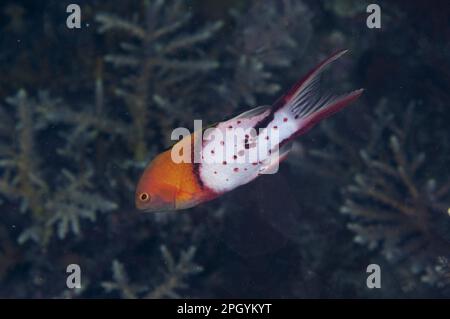 Zoccoli, pesci di coda di lira (Bodianus anthioides), altri animali, pesci, animali, zoccoli, pesci, animali, zoccoli, Lyretail Hogfish adulto, nuoto nella barriera corallina di notte, Wetar Foto Stock