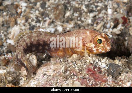 Fountain Farmer, altri animali, animali, Jawfish (Pesci), Solar Jawfish (Opistognathus solorensis) adulto, su sabbia nera di notte, Lembeh Straits Foto Stock