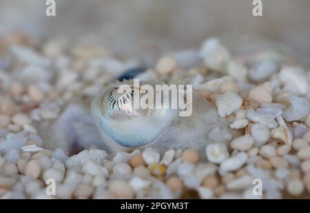 Thornback ray (Raja clavata), adulto, primo piano dell'occhio, sepolto nella ghiaia, Gibraltar Point, Lincolnshire, Inghilterra, Regno Unito Foto Stock