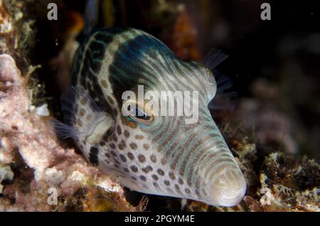 Valentinni's sharpnose puffer (Canthigaster valentini) adulto, riposante sul corallo di notte, Lembeh Strait, Sulawesi, Greater Sunda Islands, Indonesia Foto Stock