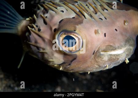 Porcupinefish a macchie marroni (Diodontidae), Porcupinefish a macchie marroni, porcupinefish a spina lunga (Diodon olocanthus), altri animali, pesci, animali Foto Stock