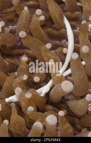 Ago del lago di corallo dei funghi (Siokunichthys nigrolineatus), Pesci del corallo dei funghi, altri animali, Pesci, Animali, Pesci piepato, funghi di Corallo Foto Stock