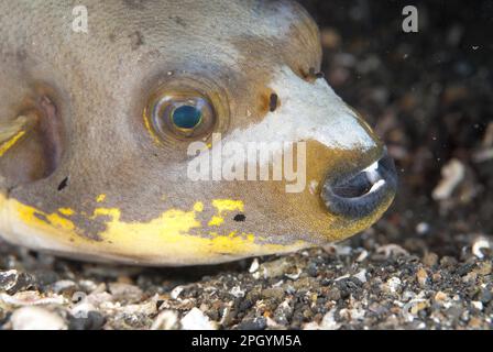 Pesci Pufferfish macchiati, puffers macchiati, altri animali, pesci, animali, Pesce boccale, Puffer (Arothron nigropunctatus) adulto Foto Stock