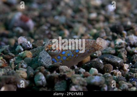 Sand-Diver, altri animali, Pesce, simile a pesce persico, Animali, Spotted Sand-Diver (Trichonotus setiger) adulto, sepolto nella sabbia, Ambon Island, Maluku Isole Foto Stock