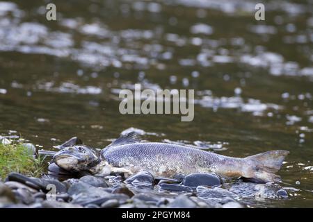 Salmone Atlantico (Salmo salar) salmone adulto morto, predato e scavenged, lavato su riva del fiume durante la stagione di allevamento autunnale, fiume Whiteadder Foto Stock