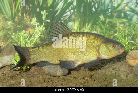 Tinch (tinca tinca) adulto, nuoto vicino fondo, Sussex, Inghilterra, Regno Unito Foto Stock
