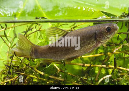 Tinch (Tinca tinca) immaturo, nuotare attraverso le alghe, Priory Water Nature Reserve, Leicestershire, Inghilterra, maggio (fotografato in foto speciale Foto Stock