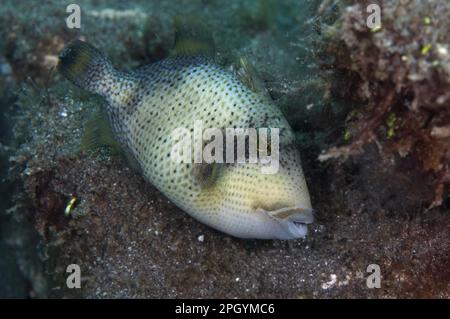 Pesce cavolo giallo, Pesci cavolo giallo, altri animali, Pesci, Animali, Triggerfish, agkistrodon bilineatus (Tr) Foto Stock