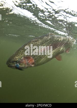 La trota arcobaleno (Oncorhynchus mykiss) ha introdotto specie, adulte, con mosca catturata artificialmente in bocca, Colwick Country Park, Nottingham Foto Stock