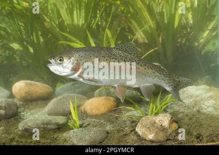 Arcobaleno trota (Oncorhynchus mykiss) introdotto specie, adulto, nuoto, Sussex, Inghilterra, Regno Unito Foto Stock