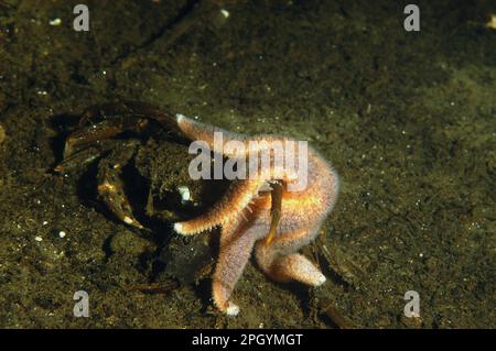 Starfish comune (Asterias rubens) adulto, nutrirsi di granchio morto in lago di mare, Loch Fyne, Argyll e Bute, Scozia, Regno Unito Foto Stock