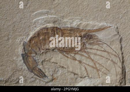 Altri animali, crostacei, animali, gamberi fossili (Carpopenaeus callirostis) da calcare cretaceo, Hjoula, Libano Foto Stock