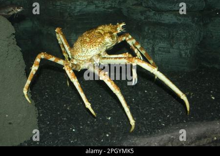 Granchio giapponese gigante, granchio giapponese gigante, altri animali, Granchi, Crostacei, Animali, granchio gigante giapponese ragno Foto Stock