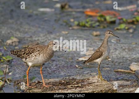 Ruff (Philomachus pugnax), femmina adulta, e legno di sabbia (Tringa glareola), giovanile, foraging in acque poco profonde sotto spazzatura, India Foto Stock