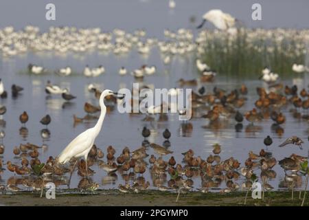 Grande gret bianco (Ardea alba modestia) Curlew Sandpiper (Calidris ferruginea) e stint rosso-collo (Calidris ruficollis) gregge misto, in piedi Foto Stock