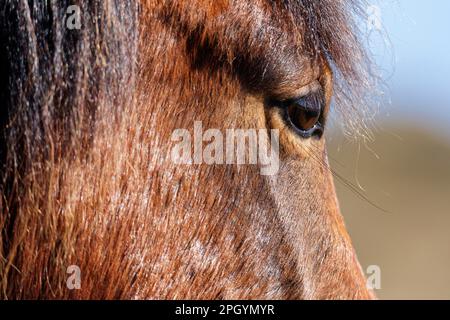 House Horse, Langeoog, bassa Sassonia, Germania Foto Stock