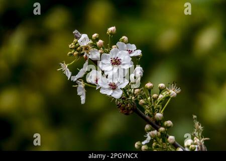 Delicati fiori bianchi e gemme di un albero di pera fiorito primo piano. Foto Stock