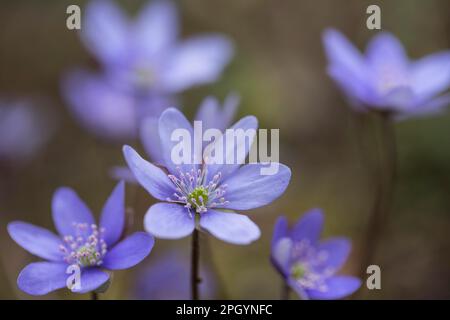 Hepatica, fiori, Oderwald, bassa Sassonia, Germania (Hepatica nobilis) Foto Stock
