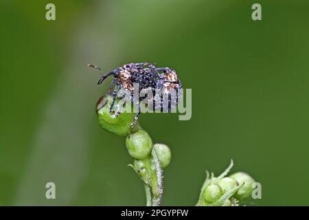 Raschietto marrone scuro Foto Stock