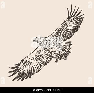 aquila in volo, disegnata a mano, illustrazione vettoriale Illustrazione Vettoriale