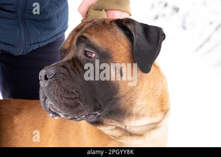 Ritratto di un cane nel parco bullmastiff in inverno per una passeggiata in Ucraina Foto Stock