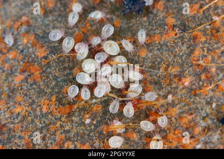 Acari, piccoli aracnidi (Acaridae, Oribatid muss acite, Oribatida) su resti di piante deputrite. Foto Stock