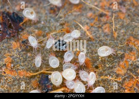 Acari, piccoli aracnidi (Acaridae, Oribatid muss acite, Oribatida) su resti di piante deputrite. Foto Stock