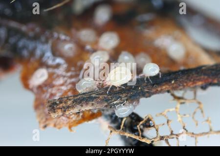 Acari, piccoli aracnidi (Acaridae, Oribatid muss acite, Oribatida) sul frutto marciume. Foto Stock