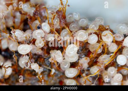 Acari di grano Acarus siro. Piccoli aracnidi pesti di cibo e rifornimenti in dispensa di cibo e cucine. Acari su frutta marcio kiwi. Foto Stock