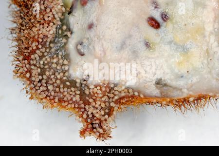 Acari di grano Acarus siro. Piccoli aracnidi pesti di cibo e rifornimenti in dispensa di cibo e cucine. Acari su frutta marcio kiwi. Foto Stock