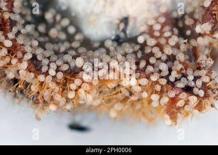 Acari, piccoli aracnidi (Acaridae, Oribatid muss acite, Oribatida) sul frutto marciume. Foto Stock