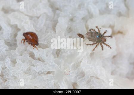 Acaro di muschio oribatide (Oribatida). Piccoli aracnidi che vivono nel suolo o pacciame. Foto Stock