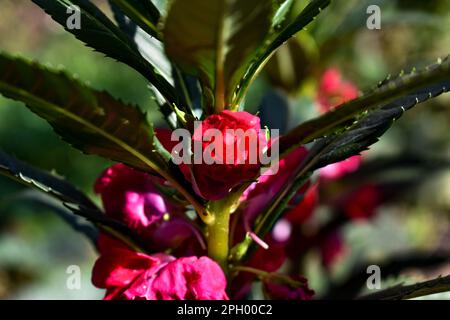 Fiori rossi e rosa con foglie verdi Foto Stock