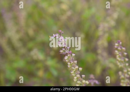 il basilico santo, (Ocimum tenuiflorum), detto anche tulsi o tulasi, pianta fiorente della famiglia delle menta (Lamiaceae) coltivata per le sue foglie aromatiche. Santa basi Foto Stock