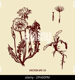 Illustrazione del vettore dente di leone. Immagine botanica di un dente di leone. Illustrazione Vettoriale