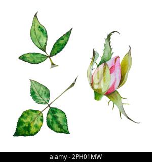 Rose. Acquerello illustrazione di rose rosa brillante. Fiori illustrazioni botaniche. Immagine su sfondo bianco. Adatto per carte, inviti, banne Foto Stock