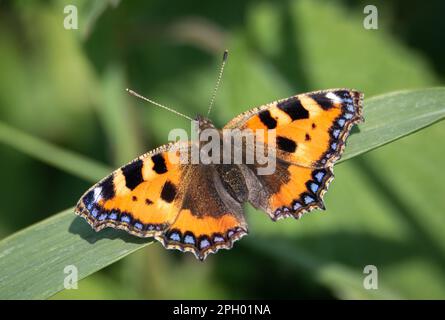 Piccola farfalla di Tortoiseshell poggiata su un'ampia lama d'erba Foto Stock