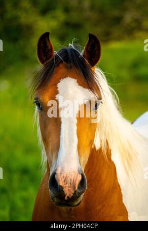 Ritratto di un cavallo pinto. Un prato verde sullo sfondo. Foto Stock