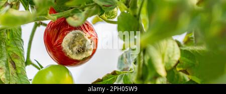 I pomodori si ammalano con la tarda scopa. Phytophthora infestans. malattia fungina del pomodoro. Sul cespuglio si trova un pomodoro in maturazione con macchie, affette da un leggero tardivo. Foto Stock