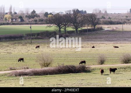 Il bestiame di sondaggio rosso usato per la conservazione che pascola a Ken Hill sulle rive orientali del Wash in Norfolk. Foto Stock