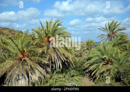 Grecia, la spiaggia di Vai una zona popolare ma difficile da raggiungere e protetta a causa delle numerose palme con spiagge sabbiose nell'estremo nord Foto Stock