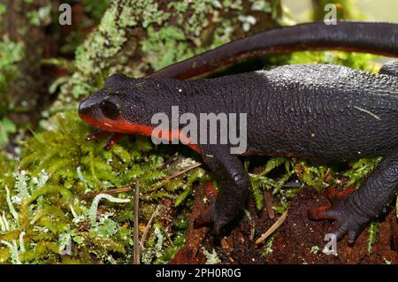 Dettaglio primo piano su un raro e protetto Taricha rivularis, rosso ribellato newt seduta sul muschio Foto Stock