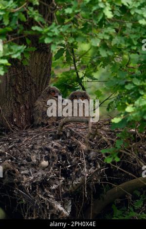di notte... Gufo di aquila europea ( Bubo bubo ), giovani uccelli nel loro nido su un vecchio palpebre goshawk. Foto Stock