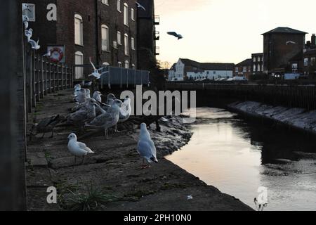 Un gregge di gabbiani urbani che si nutrono lungo il fiume al tramonto Foto Stock